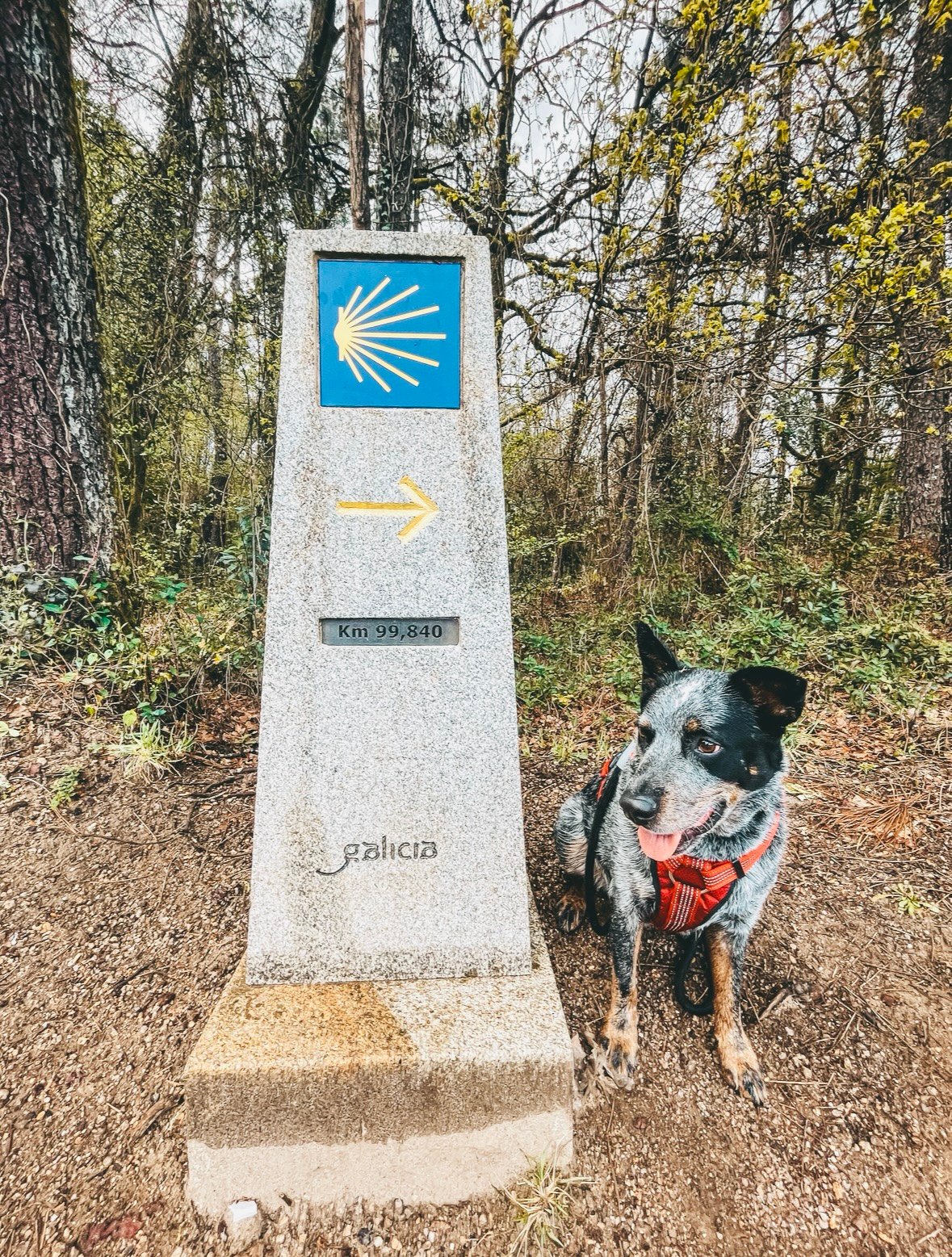 St. James Way with your dog
